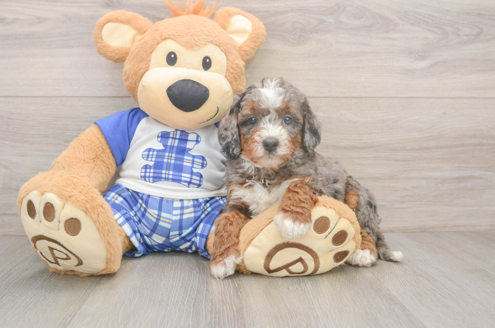 5 week old Mini Bernedoodle Puppy For Sale - Pilesgrove Pups