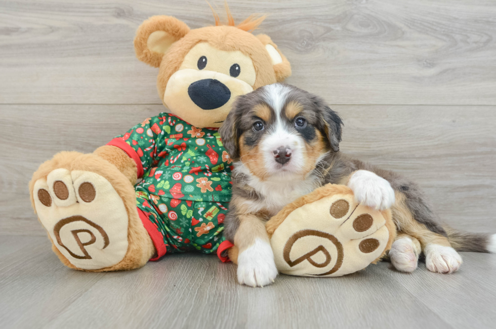 5 week old Mini Bernedoodle Puppy For Sale - Pilesgrove Pups