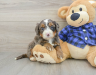 8 week old Mini Bernedoodle Puppy For Sale - Pilesgrove Pups