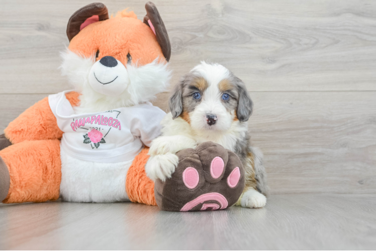 Adorable Mini Berniedoodle Poodle Mix Puppy