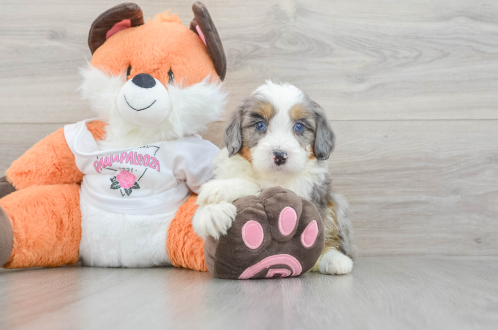 6 week old Mini Bernedoodle Puppy For Sale - Pilesgrove Pups