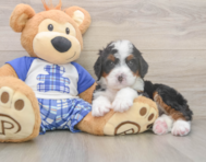 8 week old Mini Bernedoodle Puppy For Sale - Pilesgrove Pups