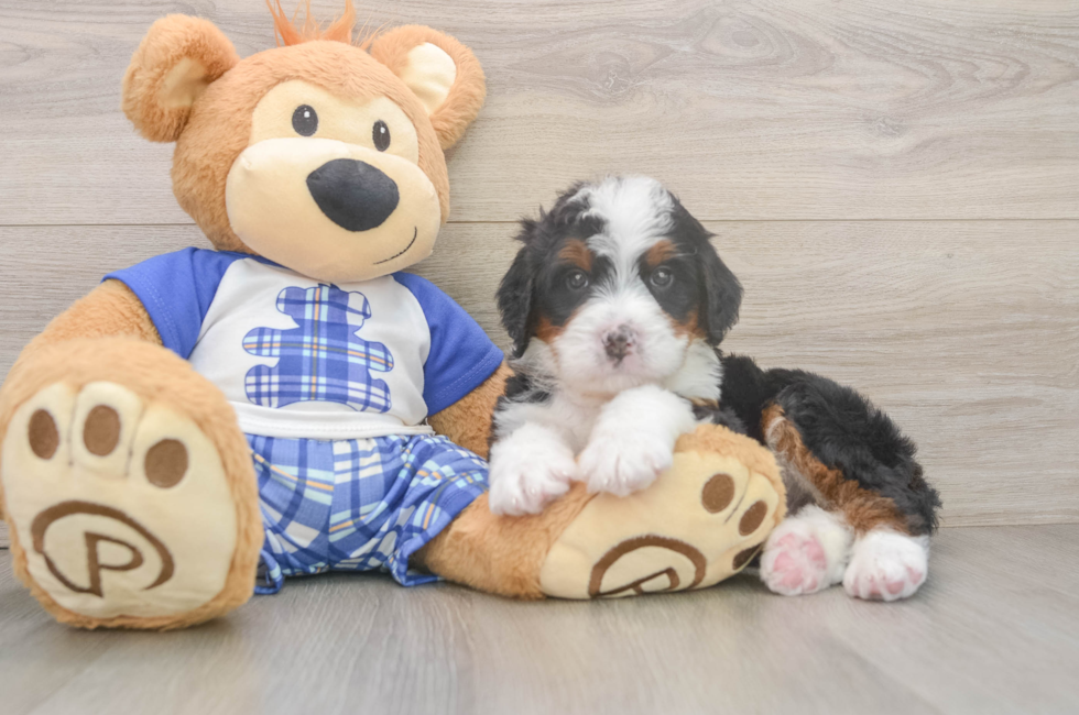 6 week old Mini Bernedoodle Puppy For Sale - Pilesgrove Pups