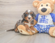 6 week old Mini Bernedoodle Puppy For Sale - Pilesgrove Pups