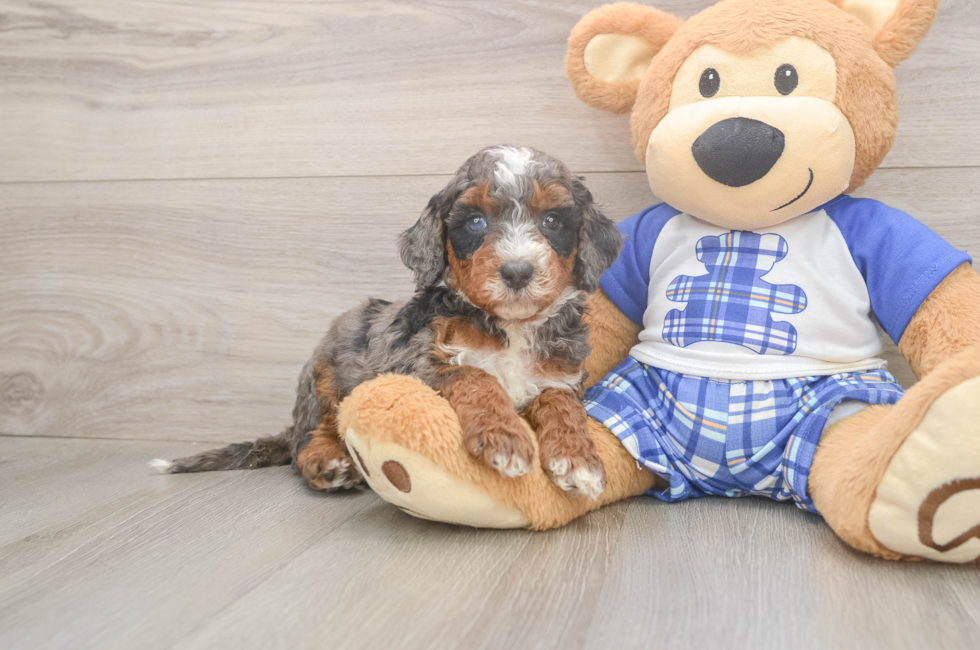 5 week old Mini Bernedoodle Puppy For Sale - Pilesgrove Pups