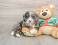 6 week old Mini Bernedoodle Puppy For Sale - Pilesgrove Pups