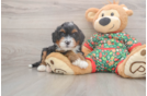 Adorable Mini Berniedoodle Poodle Mix Puppy