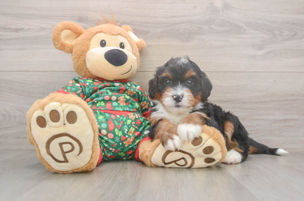 6 week old Mini Bernedoodle Puppy For Sale - Pilesgrove Pups