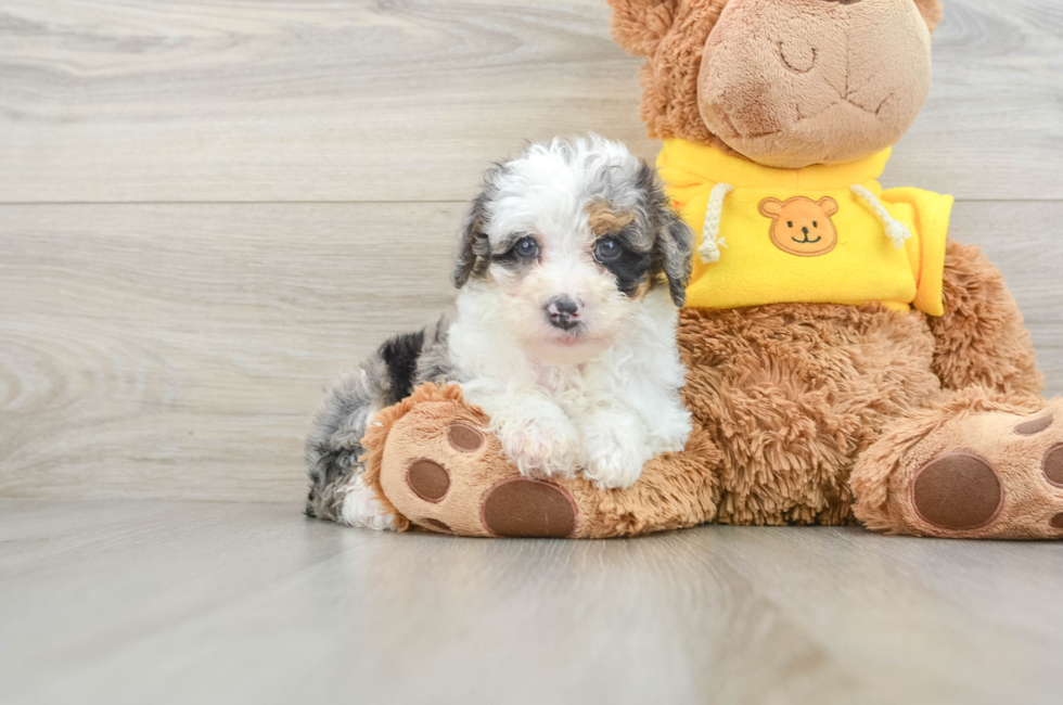 7 week old Mini Bernedoodle Puppy For Sale - Pilesgrove Pups