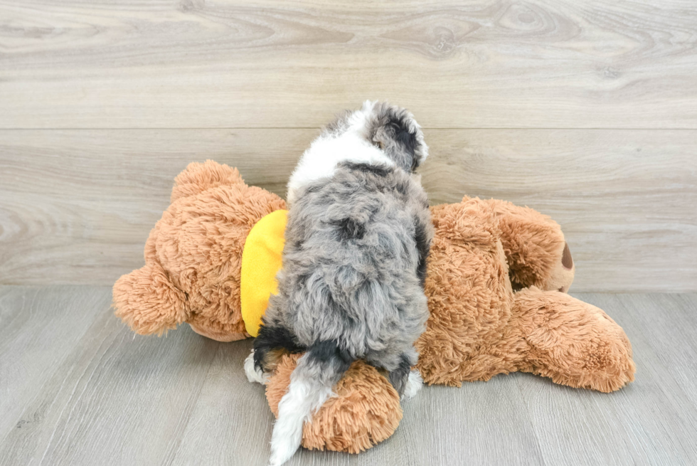 Adorable Mini Berniedoodle Poodle Mix Puppy