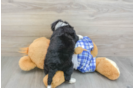 Mini Bernedoodle Pup Being Cute