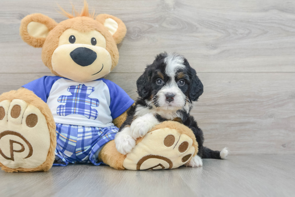 Best Mini Bernedoodle Baby