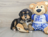 7 week old Mini Bernedoodle Puppy For Sale - Pilesgrove Pups