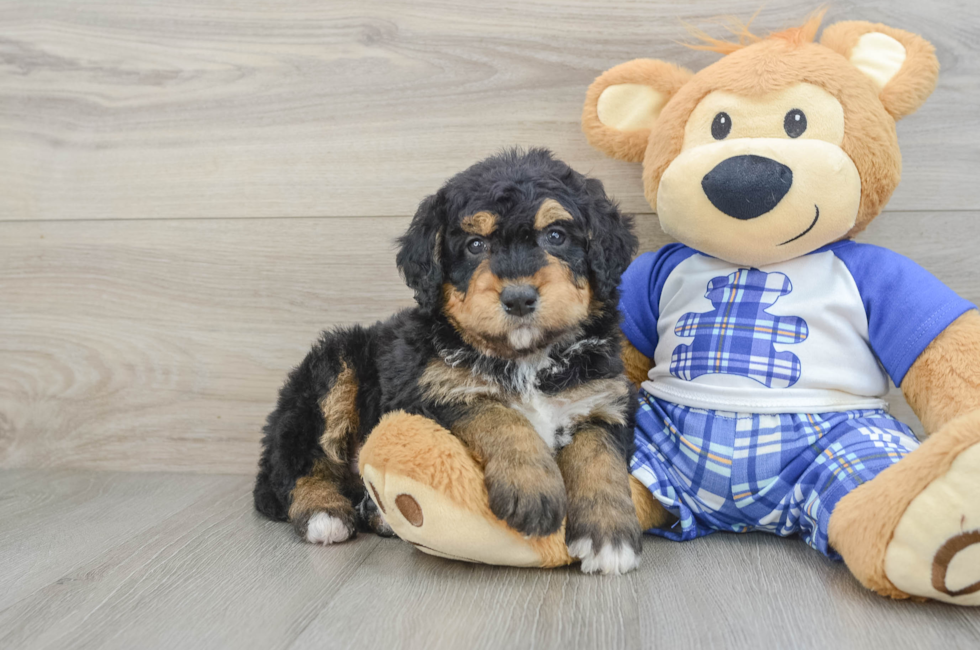 6 week old Mini Bernedoodle Puppy For Sale - Pilesgrove Pups