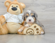 7 week old Mini Bernedoodle Puppy For Sale - Pilesgrove Pups