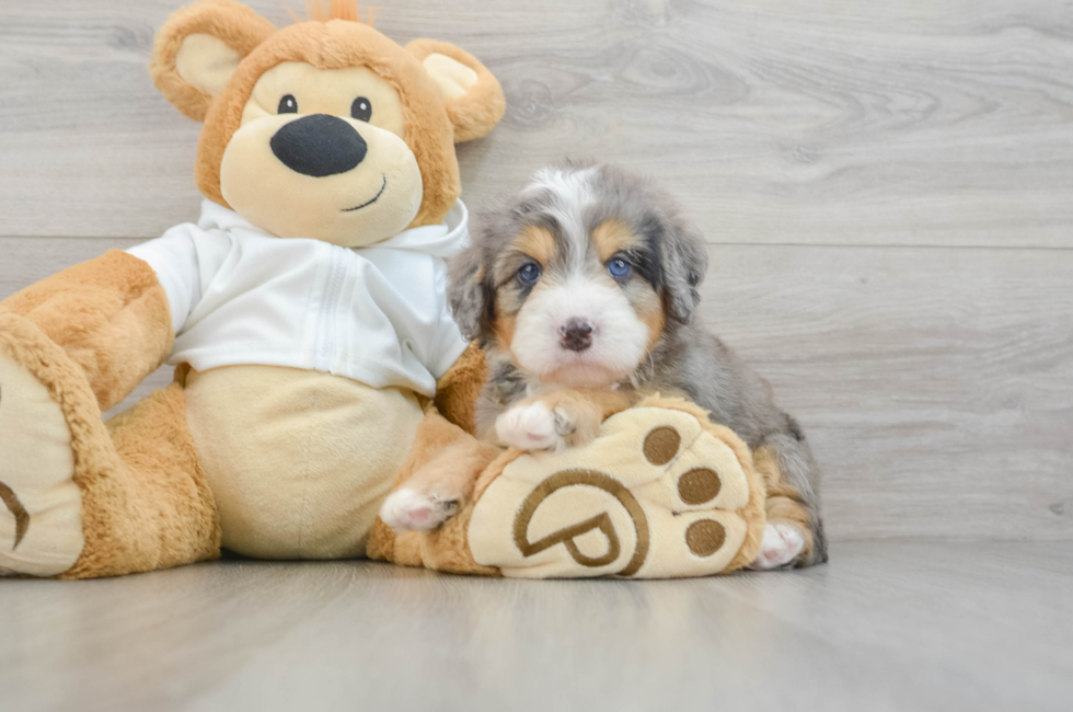 7 week old Mini Bernedoodle Puppy For Sale - Pilesgrove Pups