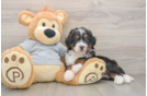 Mini Bernedoodle Puppy for Adoption