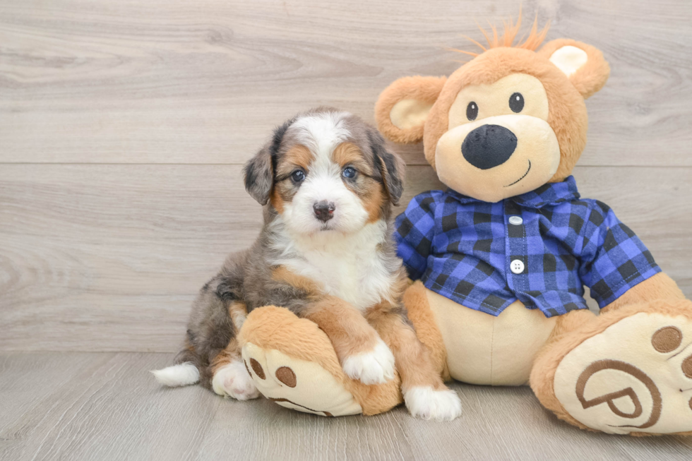 Small Mini Bernedoodle Baby