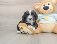 7 week old Mini Bernedoodle Puppy For Sale - Pilesgrove Pups