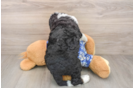 Cute Mini Bernedoodle Baby