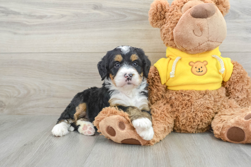 Petite Mini Bernedoodle Poodle Mix Pup