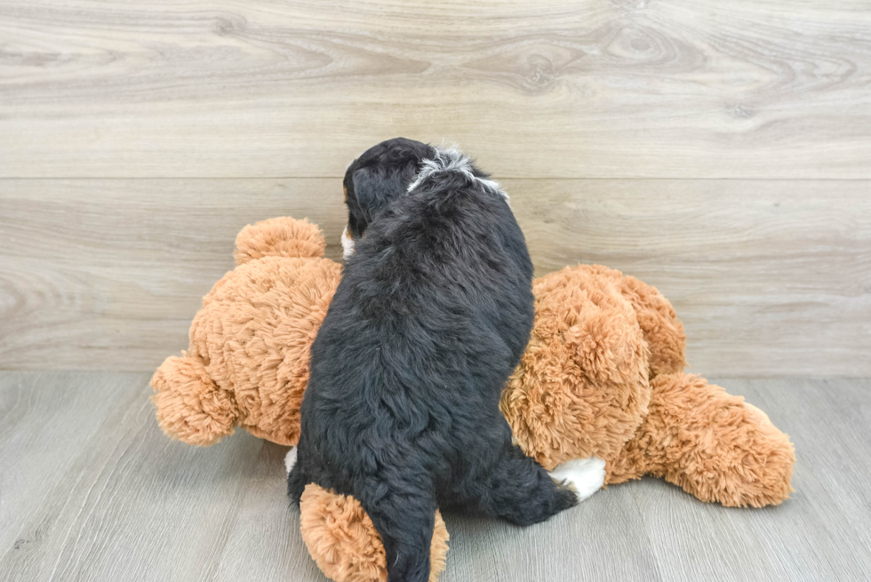 Best Mini Bernedoodle Baby