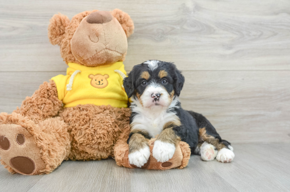 4 week old Mini Bernedoodle Puppy For Sale - Pilesgrove Pups