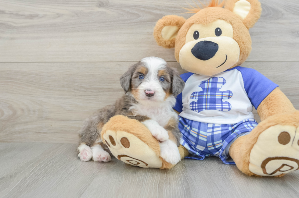 7 week old Mini Bernedoodle Puppy For Sale - Pilesgrove Pups