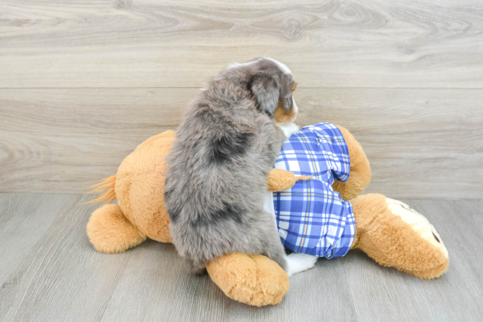 Best Mini Bernedoodle Baby