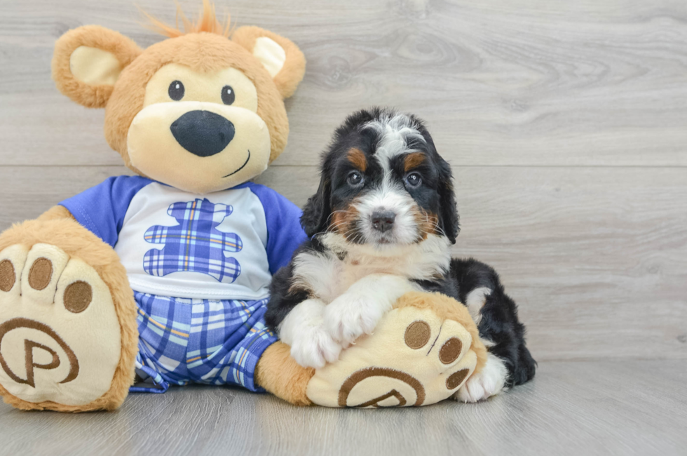 6 week old Mini Bernedoodle Puppy For Sale - Pilesgrove Pups