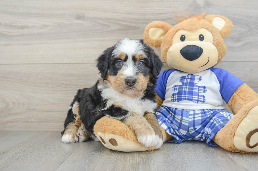 6 week old Mini Bernedoodle Puppy For Sale - Pilesgrove Pups