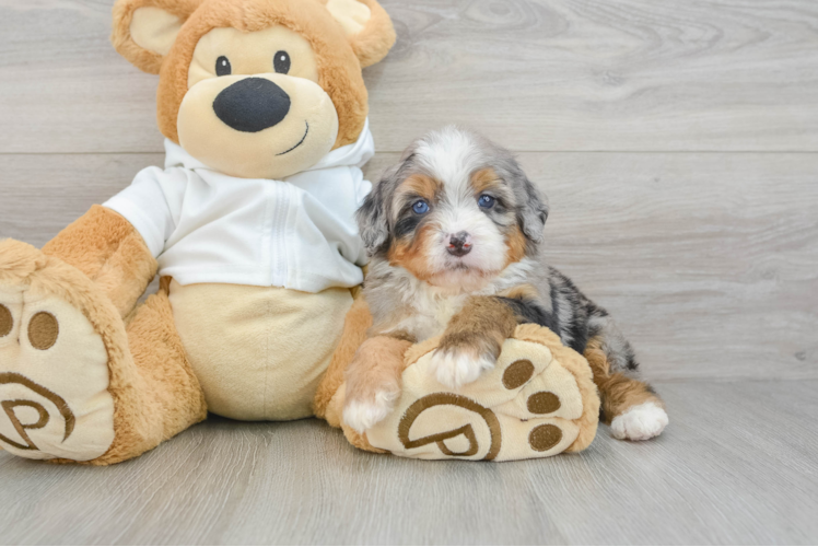 Sweet Mini Bernedoodle Baby
