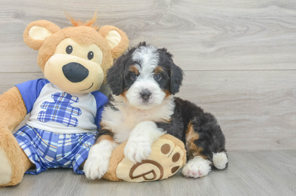 5 week old Mini Bernedoodle Puppy For Sale - Pilesgrove Pups