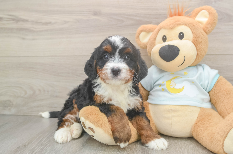 5 week old Mini Bernedoodle Puppy For Sale - Pilesgrove Pups