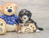 6 week old Mini Bernedoodle Puppy For Sale - Pilesgrove Pups