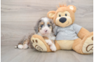 Mini Bernedoodle Puppy for Adoption
