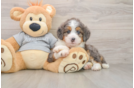 Best Mini Bernedoodle Baby