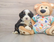 7 week old Mini Bernedoodle Puppy For Sale - Pilesgrove Pups