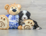 7 week old Mini Bernedoodle Puppy For Sale - Pilesgrove Pups