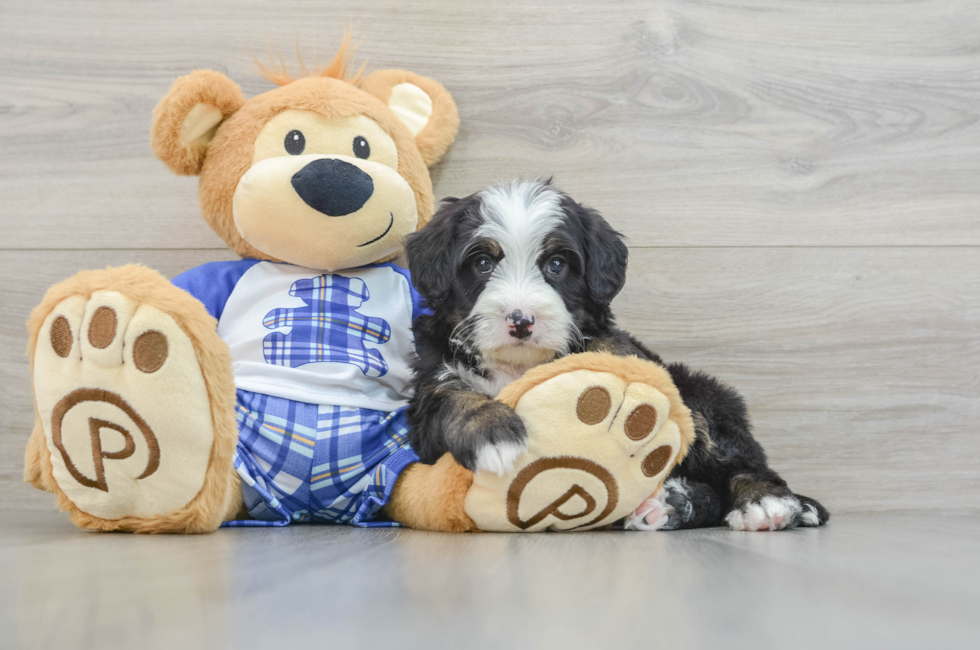 7 week old Mini Bernedoodle Puppy For Sale - Pilesgrove Pups