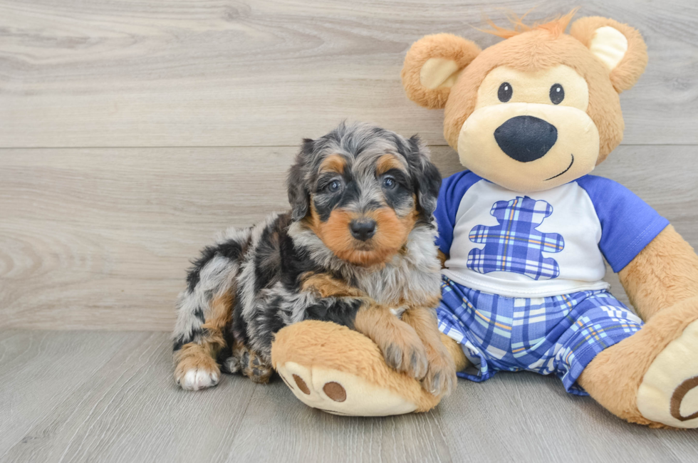 6 week old Mini Bernedoodle Puppy For Sale - Pilesgrove Pups