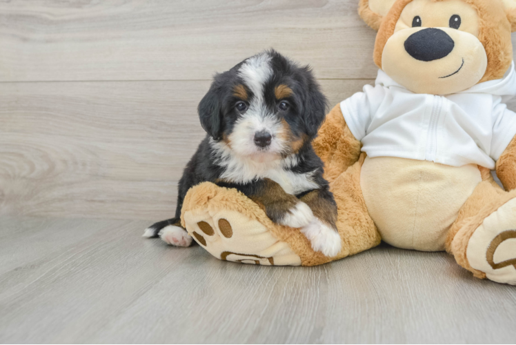 Sweet Mini Bernedoodle Baby