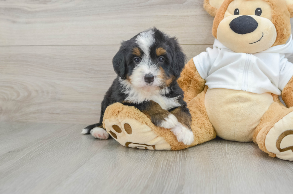 7 week old Mini Bernedoodle Puppy For Sale - Pilesgrove Pups