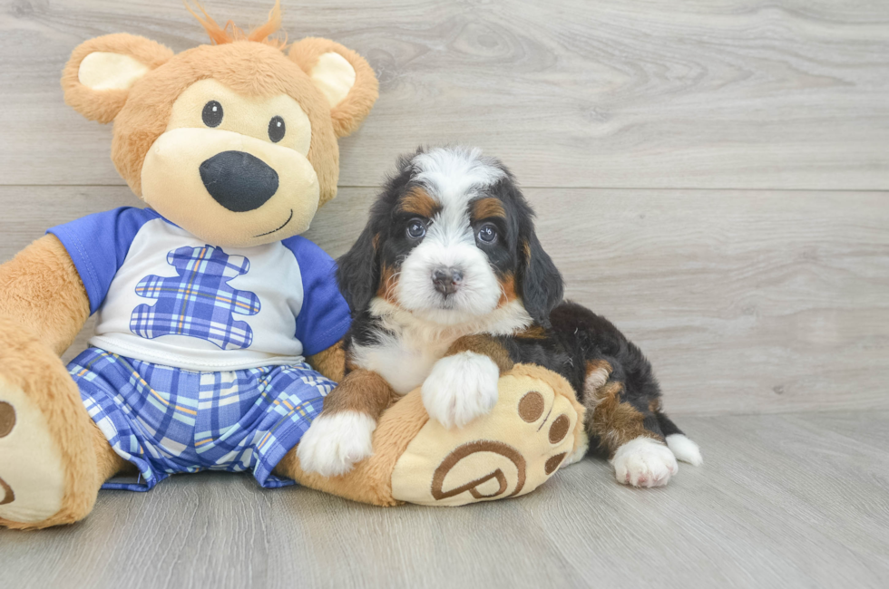 5 week old Mini Bernedoodle Puppy For Sale - Pilesgrove Pups