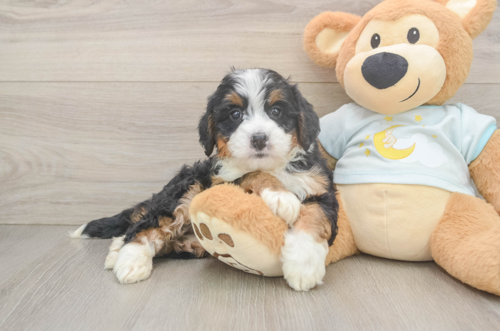 6 week old Mini Bernedoodle Puppy For Sale - Pilesgrove Pups