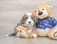 6 week old Mini Bernedoodle Puppy For Sale - Pilesgrove Pups