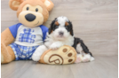 Friendly Mini Bernedoodle Baby