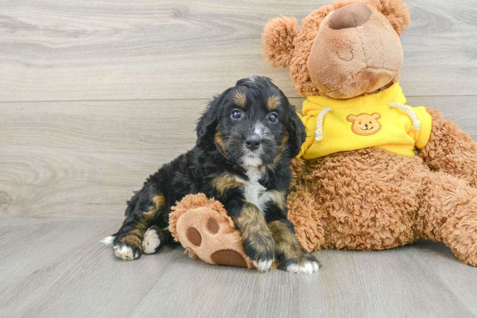 Mini Bernedoodle Puppy for Adoption