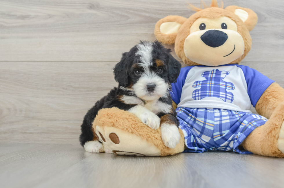 6 week old Mini Bernedoodle Puppy For Sale - Pilesgrove Pups