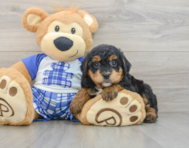 7 week old Mini Bernedoodle Puppy For Sale - Pilesgrove Pups